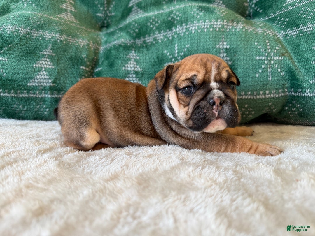 English Bulldog dogs for sale: Goldie - Ad 5