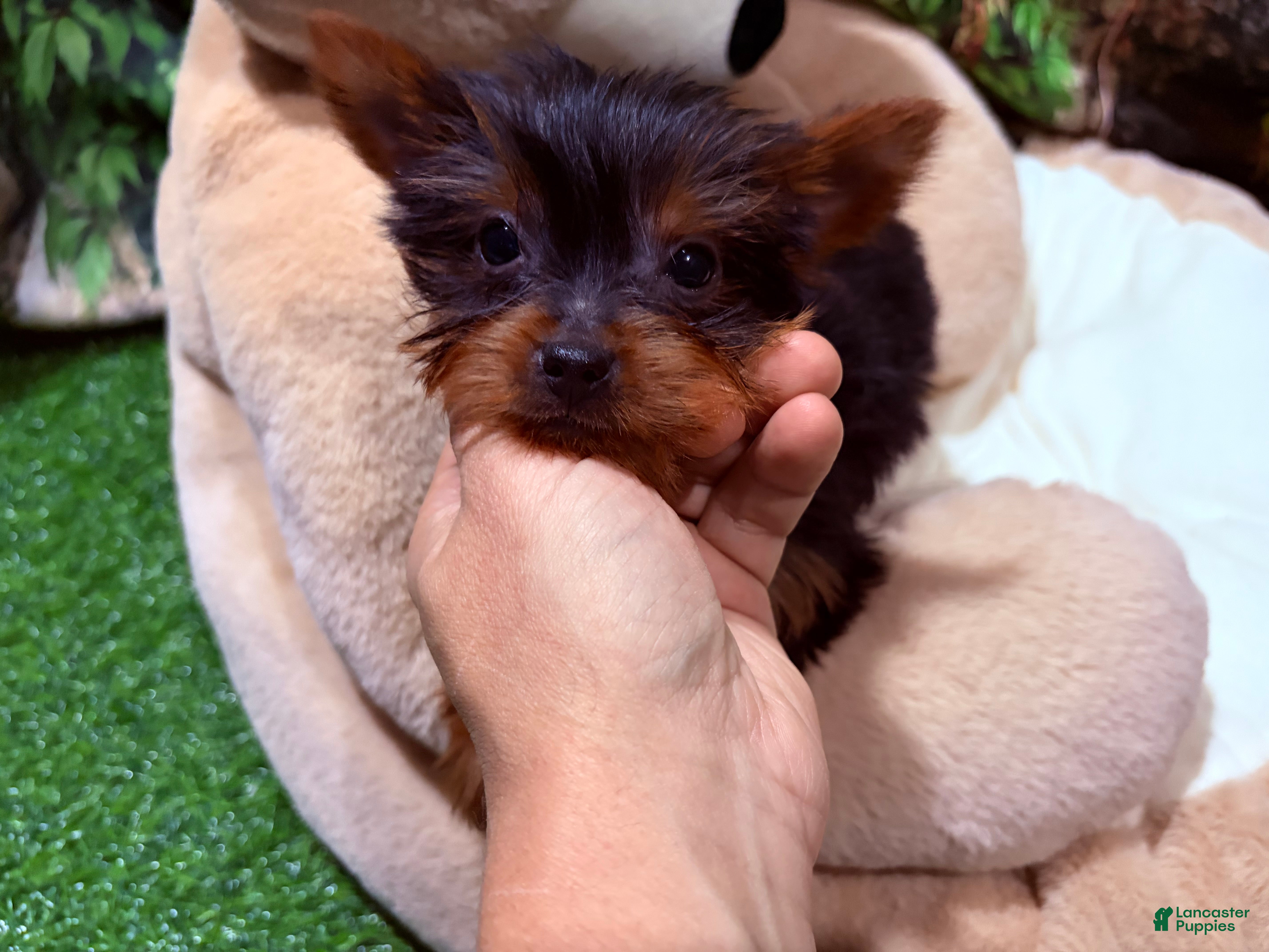 Yorkshire Terrier dogs Teacup - Ad 4