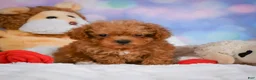 Cavapoo dogs for sale: Dan - Ad 1