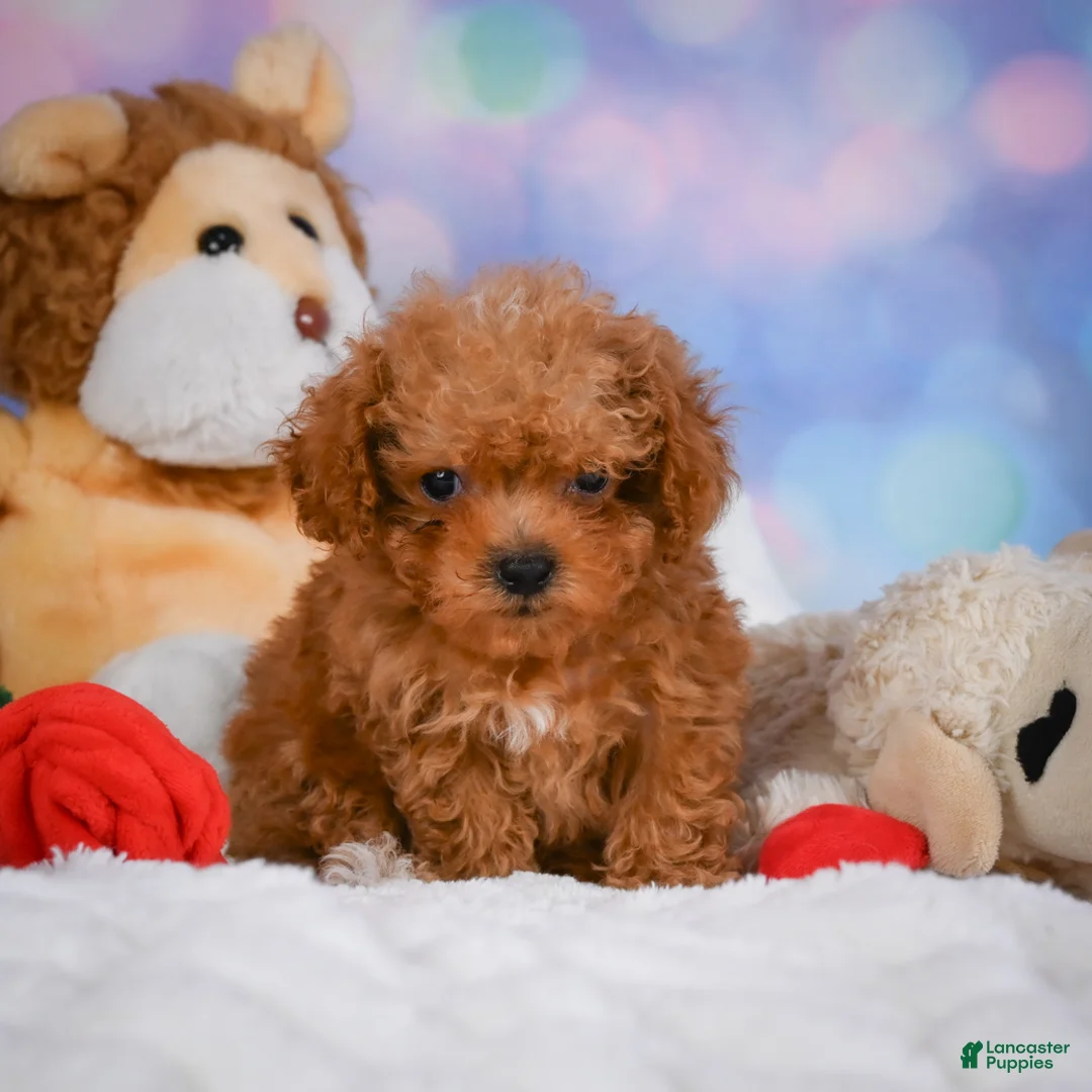 Cavapoo dogs for sale: Dan - Ad 1