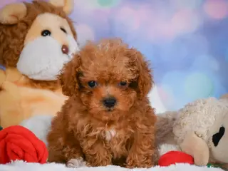 Cavapoo dogs for sale: Dan - Ad 1