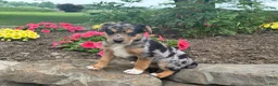 Mixed Breed dogs for sale: Jasmine - Ad 3