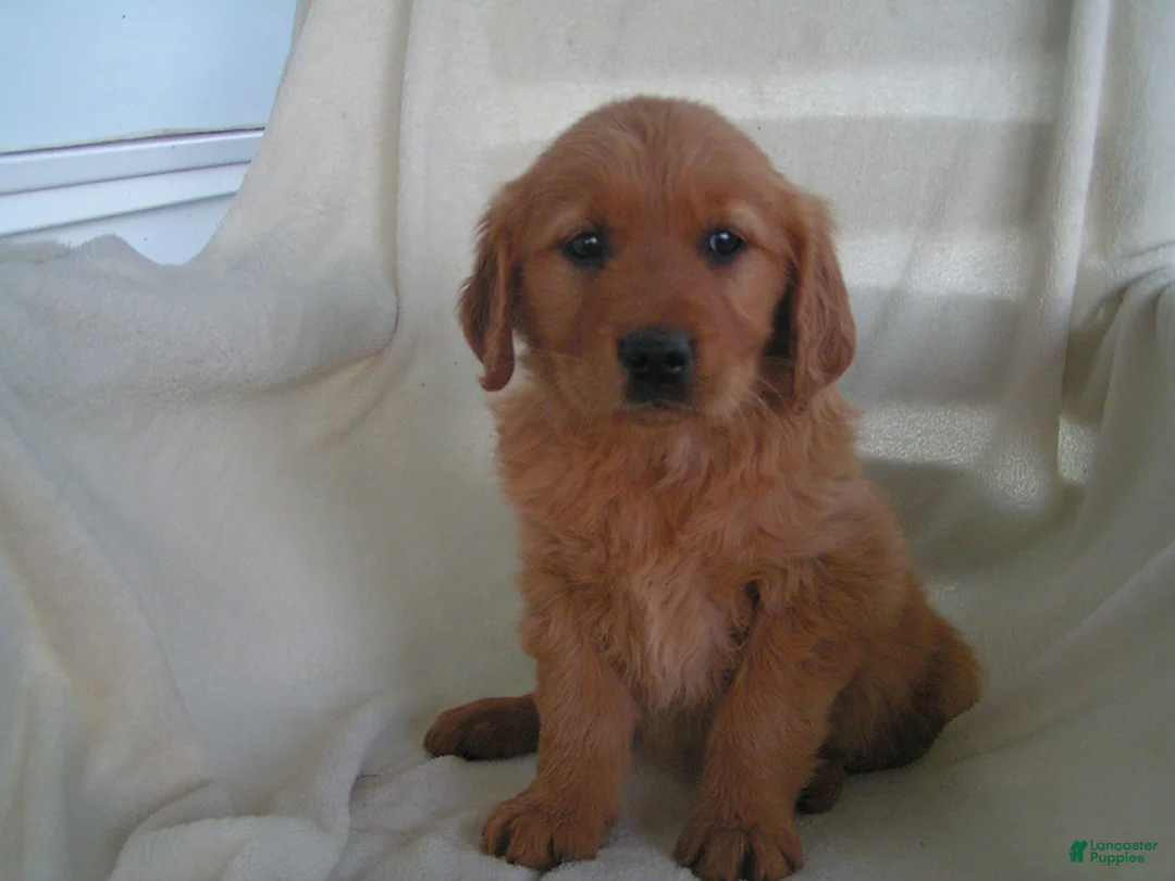 Golden Retriever dogs for sale: Lucy - Ad 1