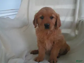 Golden Retriever dogs for sale: Lucy - Ad 1