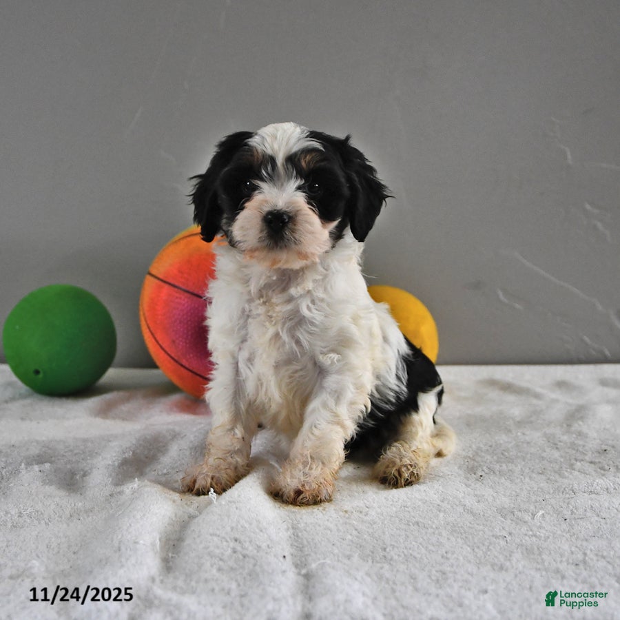 Cavapoo dogs Alice - Ad 12