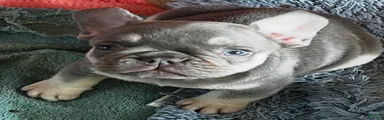  Bulldog 1 Reggie
