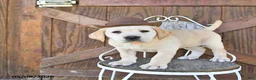 Labrador Retriever dogs for sale: Sheridan - Ad 4