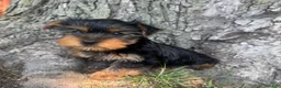 Yorkshire Terrier dogs for sale: Teddy  - Ad 4