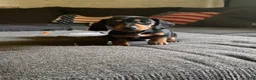 Miniature Dachshund dogs for sale: Miniature Dachshund 1 - Ad 2