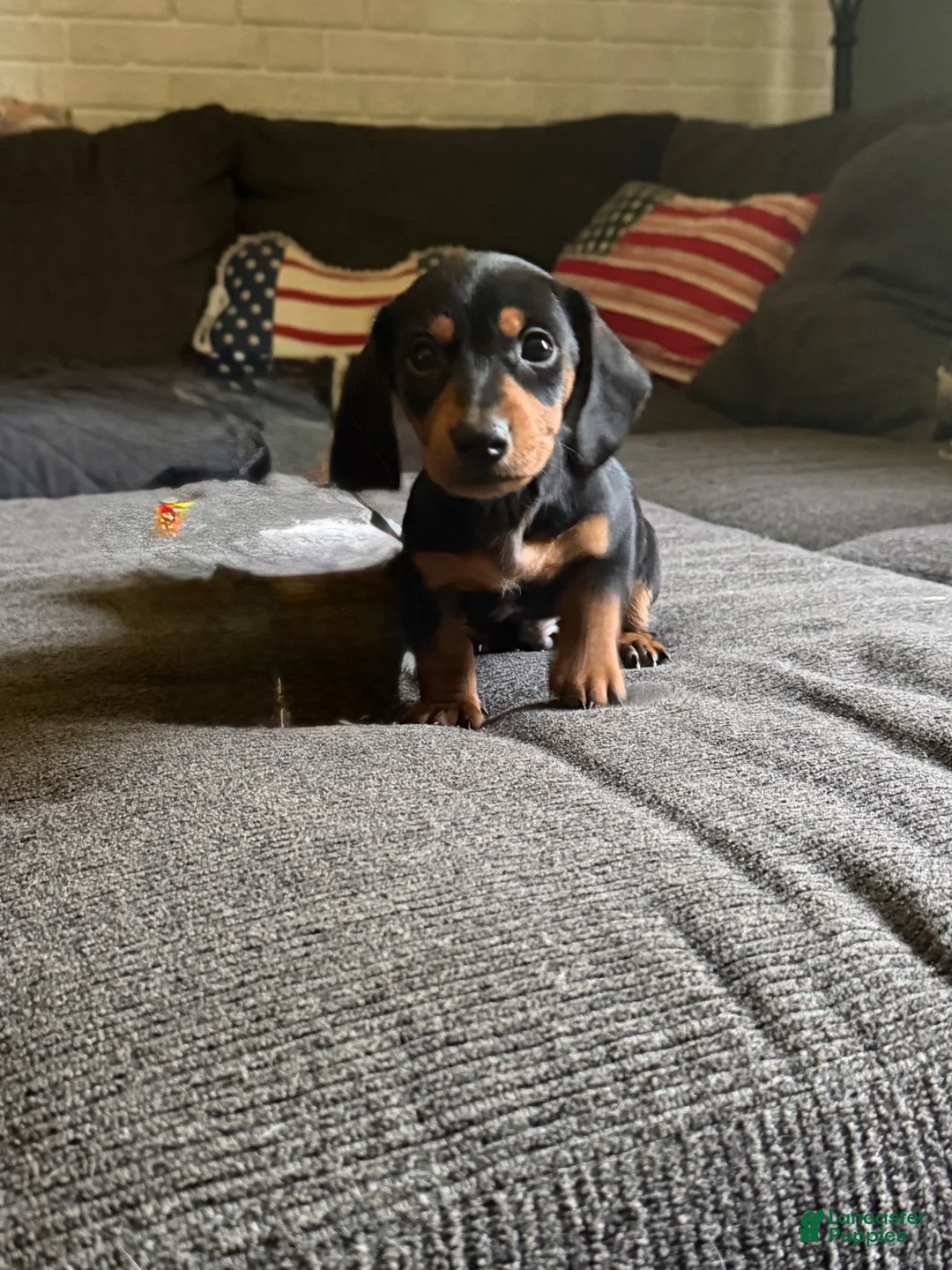Miniature Dachshund dogs for sale: Miniature Dachshund 1 - Ad 2