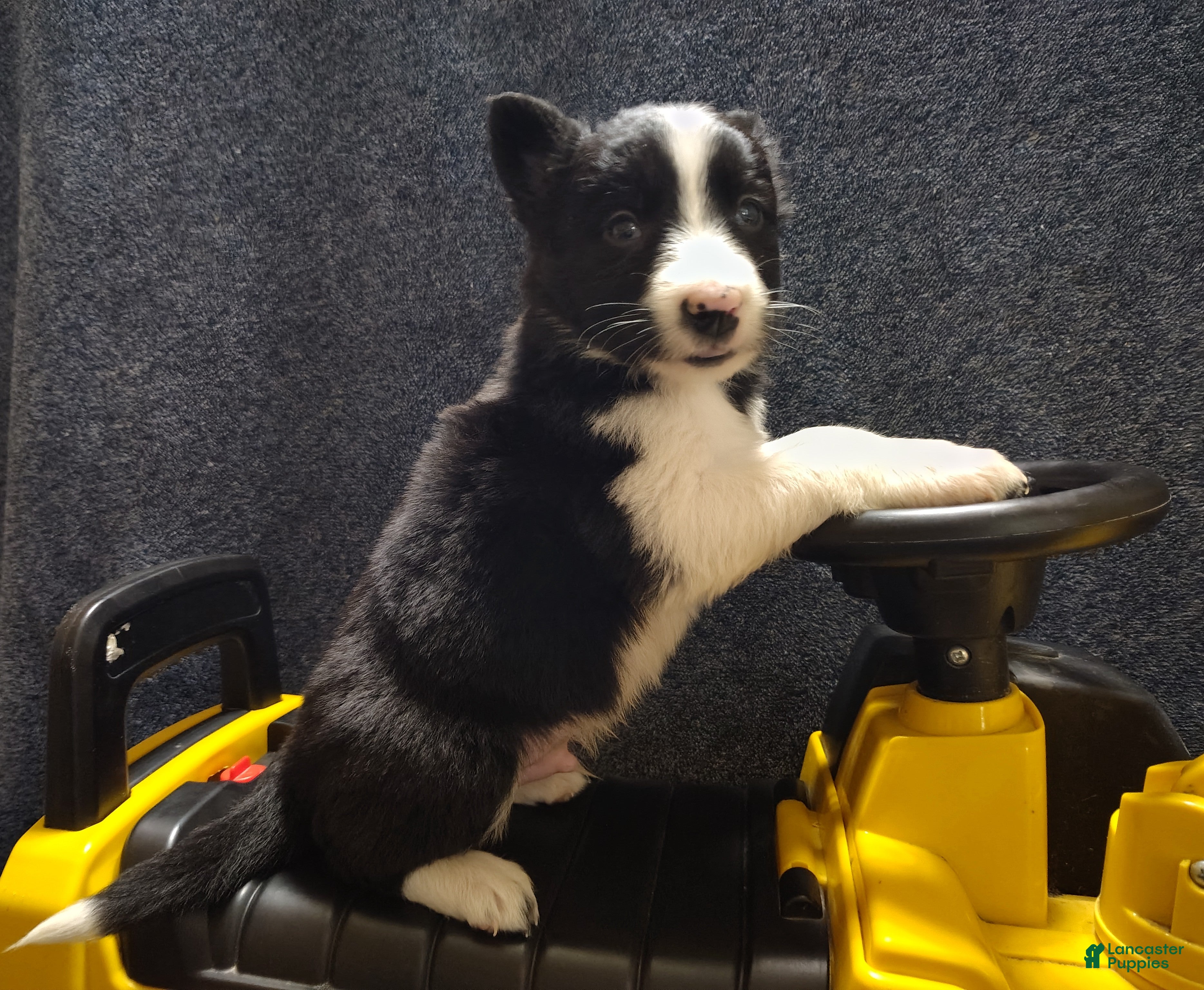 Border Collie dogs Kennedy  - Ad 1