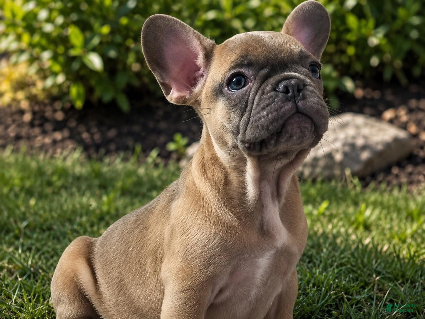 French Bulldog dogs French Bulldog 3 - Ad 7
