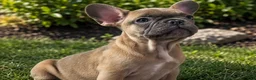 French Bulldog dogs for sale: French Bulldog 3 - Ad 1