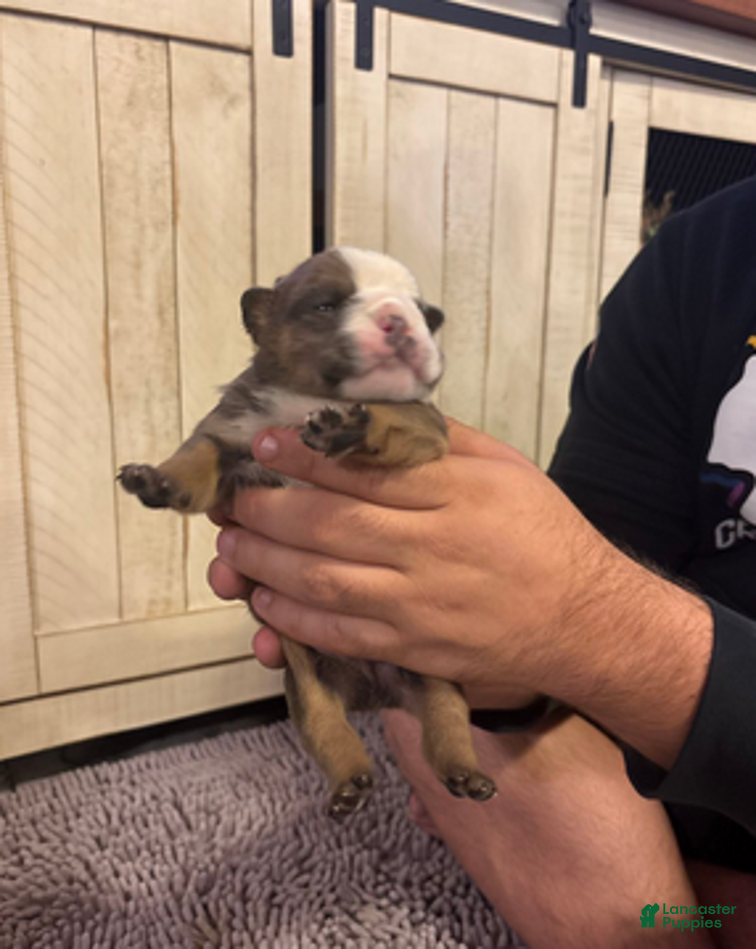 English Bulldog dogs for sale: Jenny - Ad 3