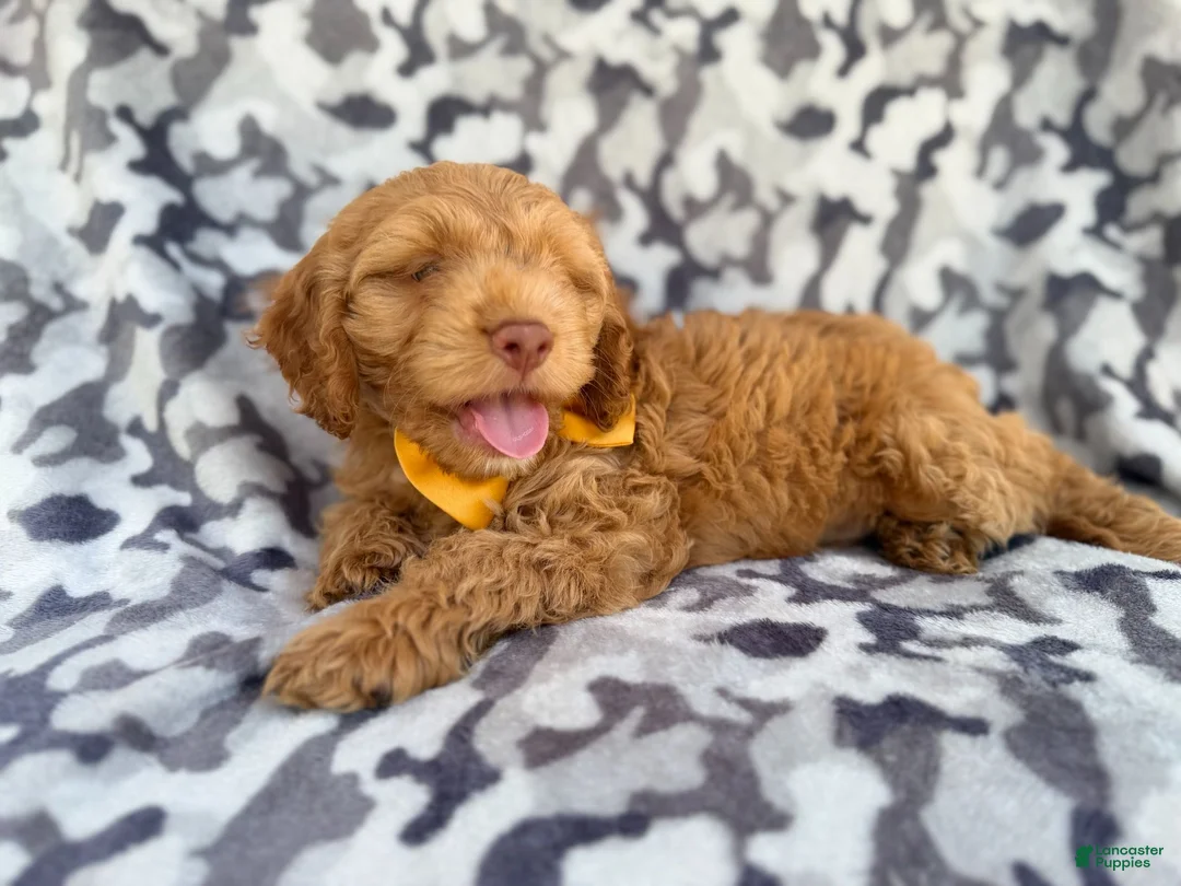 Cockapoo dogs for sale: Toby - Ad 8