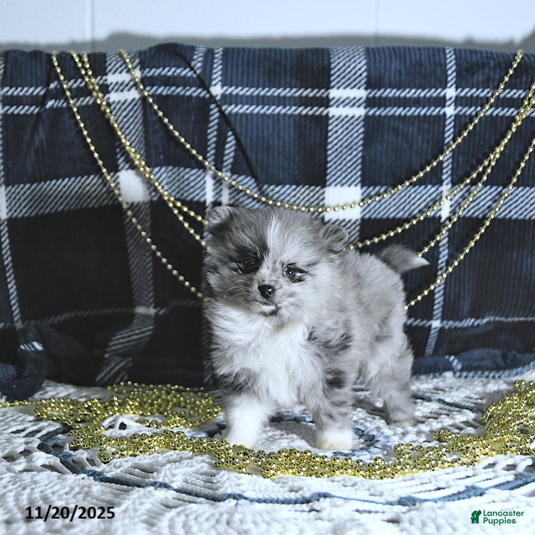 Pomeranian dogs for sale: Ryker GENETIC CLEARED - Ad 6