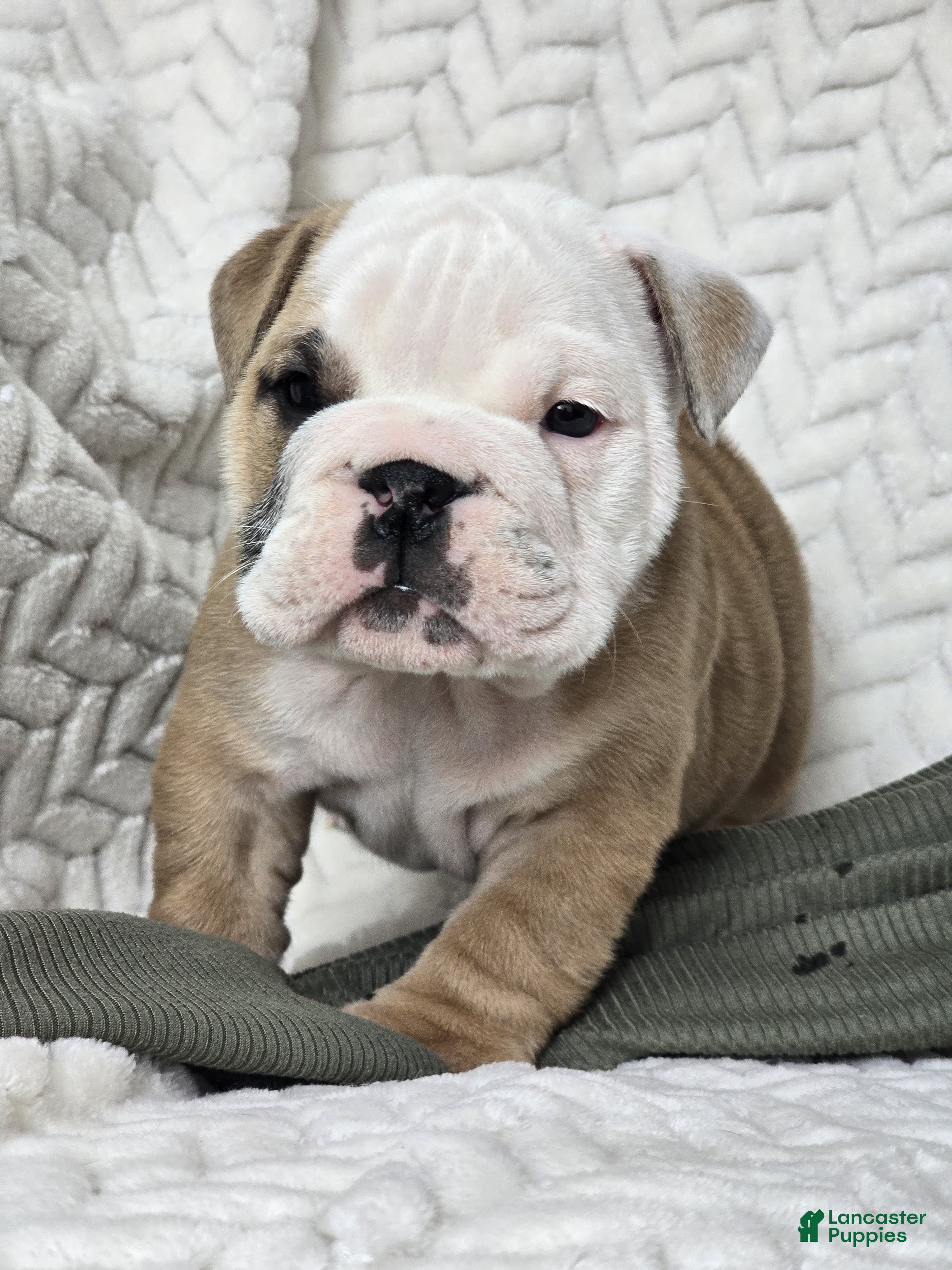 English Bulldog dogs Popcorn - Ad 2