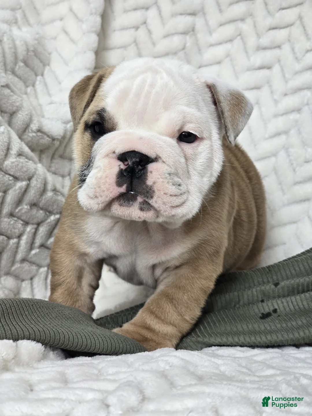 English Bulldog dogs for sale: Popcorn - Ad 2