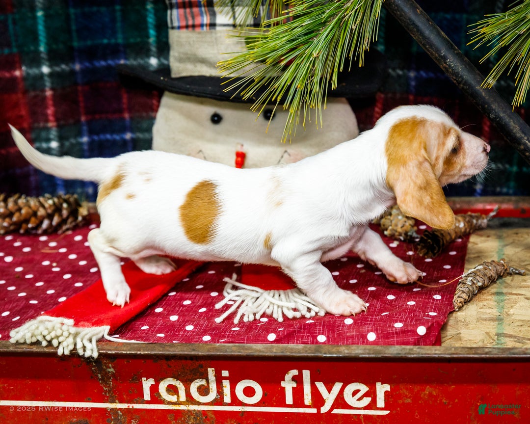 Miniature Dachshund dogs for sale: Sadie - Ad 3