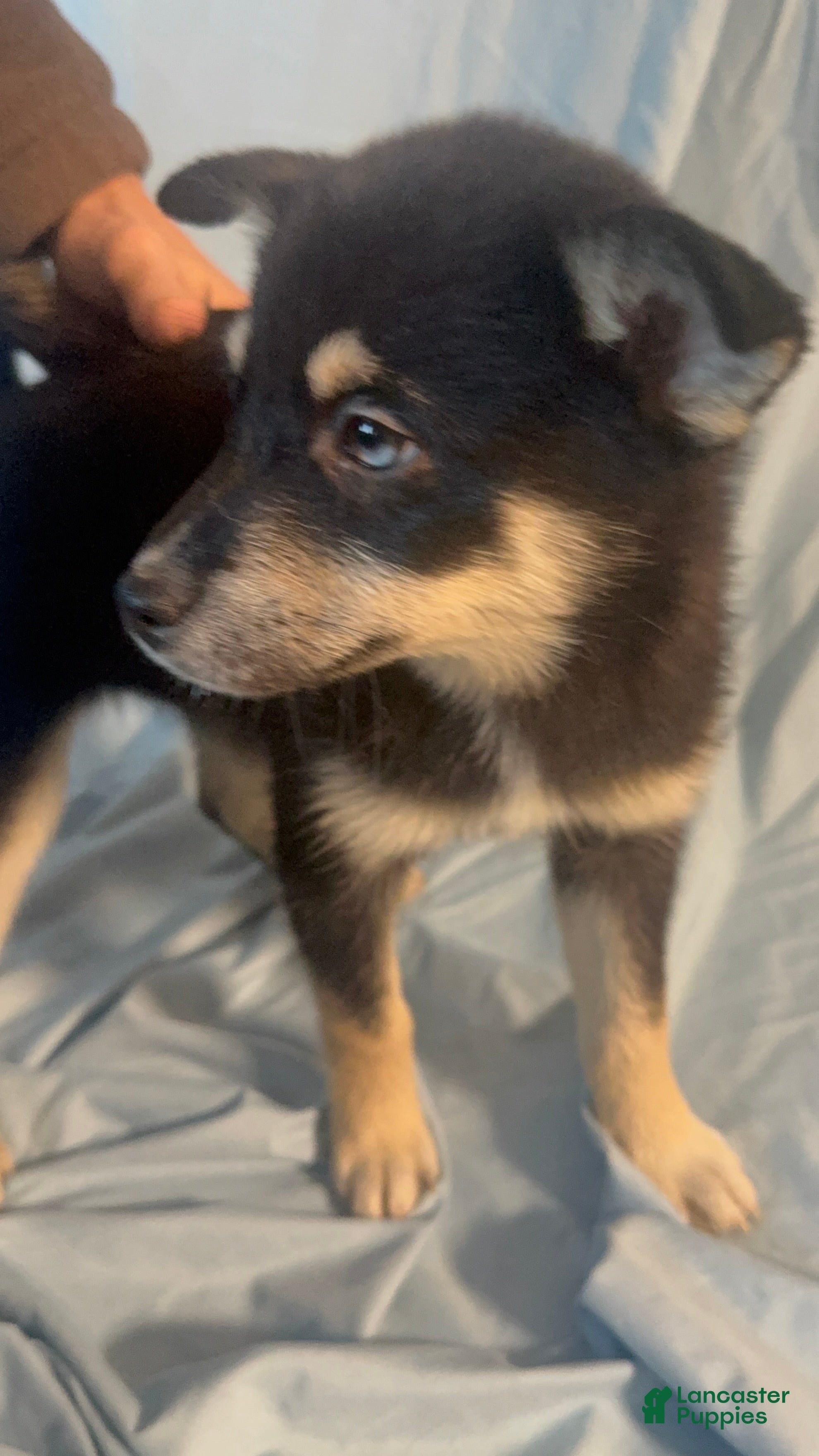 Mixed Breed dogs Sugar  - Ad 6