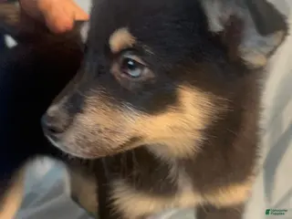 Mixed Breed dogs Sugar - Ad 39