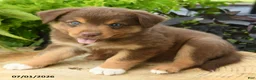 Australian Shepherd dogs for sale: Pip  - Ad 2