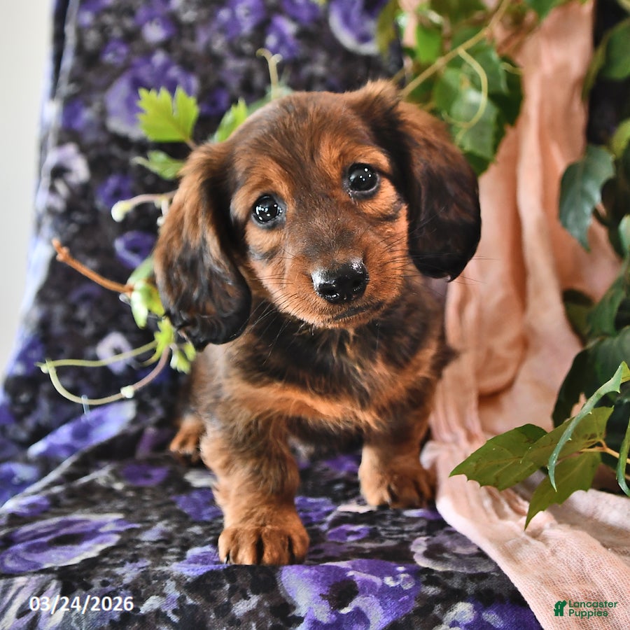 Miniature Dachshund dogs Daisy - Ad 1