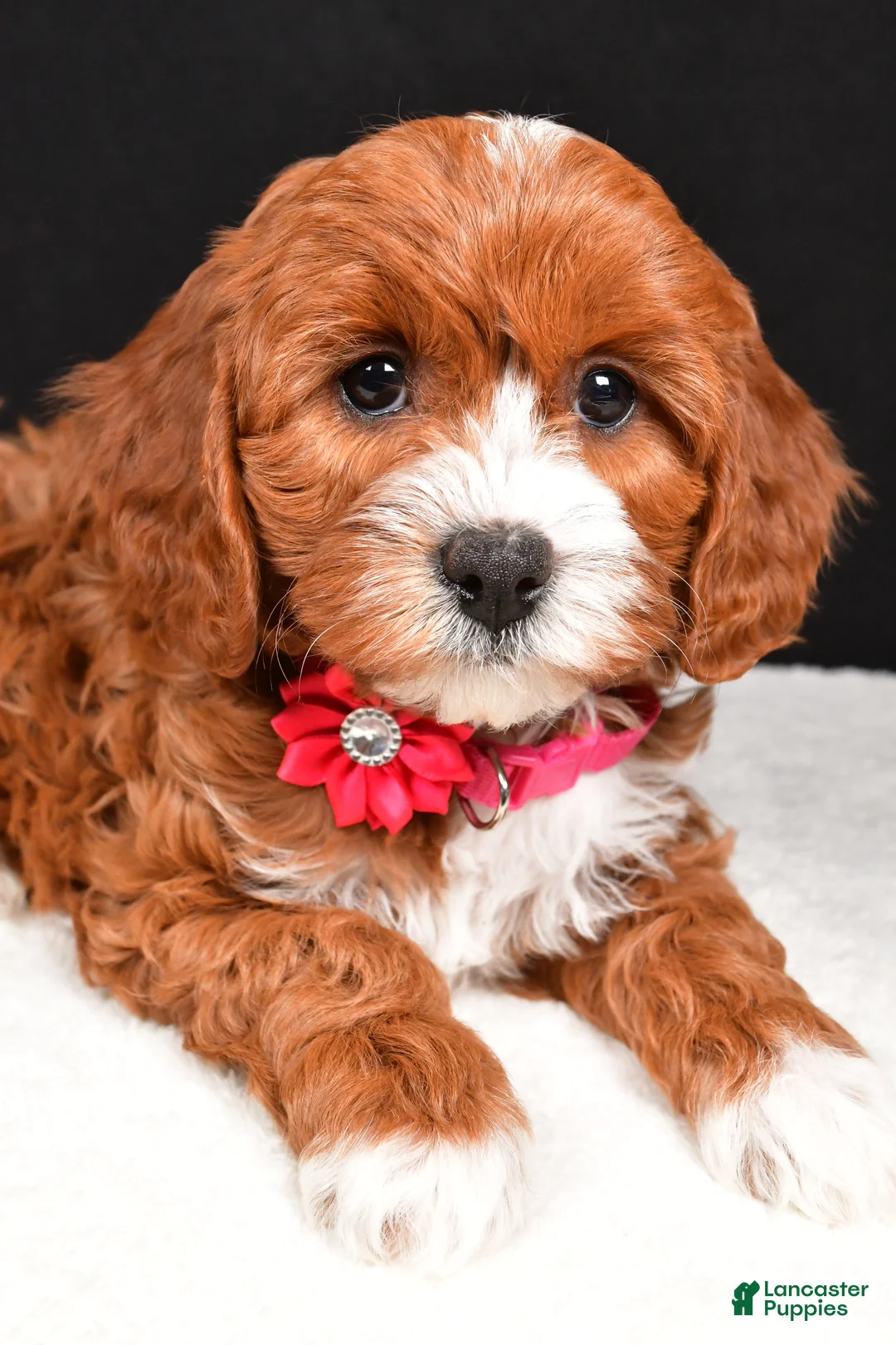 Cavapoo dogs for sale: Bailey - Ad 3