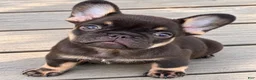French Bulldog dogs for sale: Chocolate & Tan Girl - Ad 3