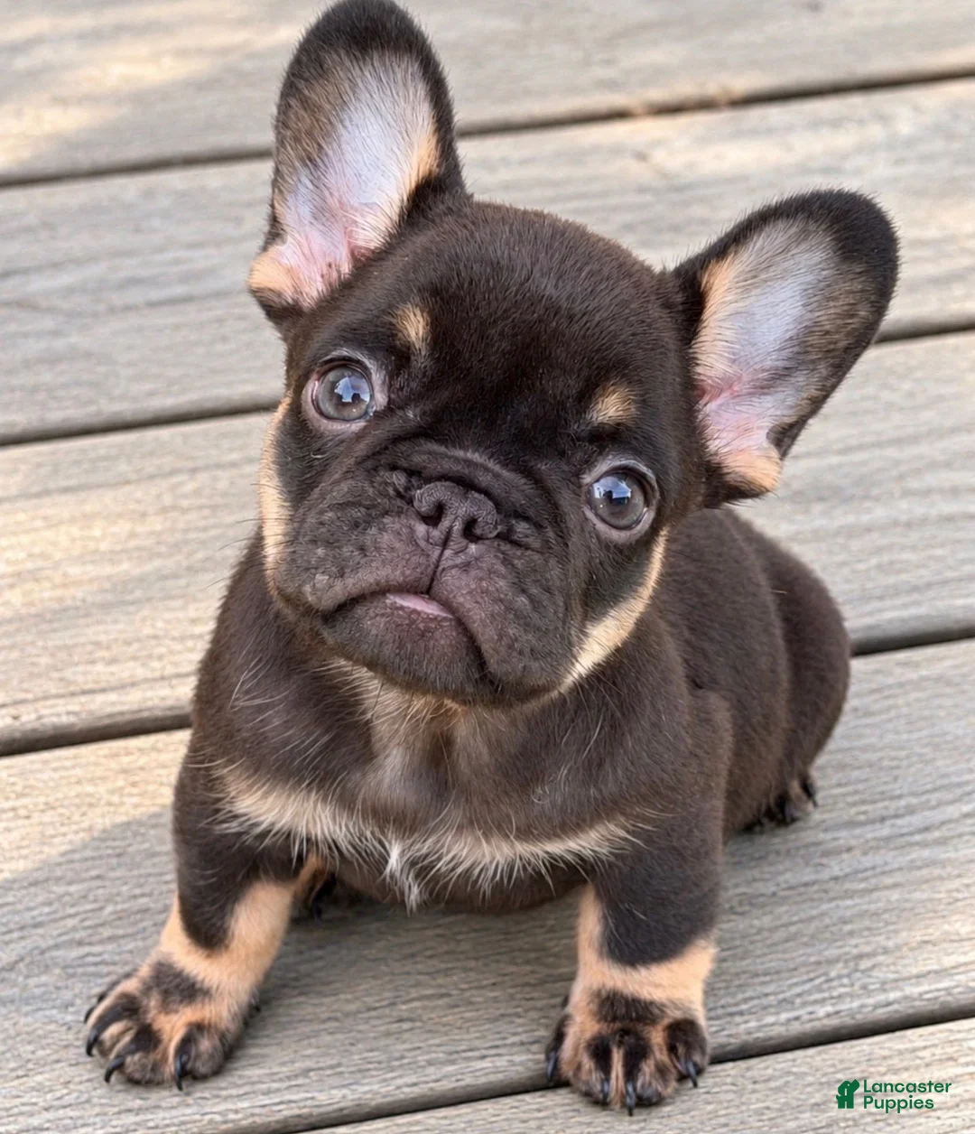 French Bulldog dogs for sale: Chocolate & Tan Girl - Ad 3