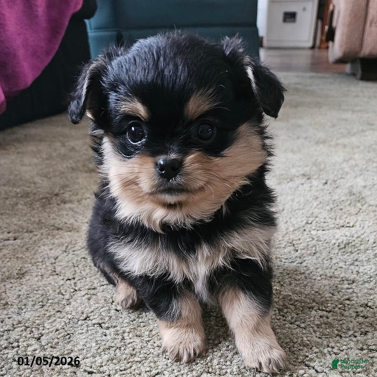 Mixed Breed dogs Jack  - Ad 29