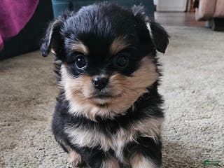 Mixed Breed dogs Jack - Ad 29