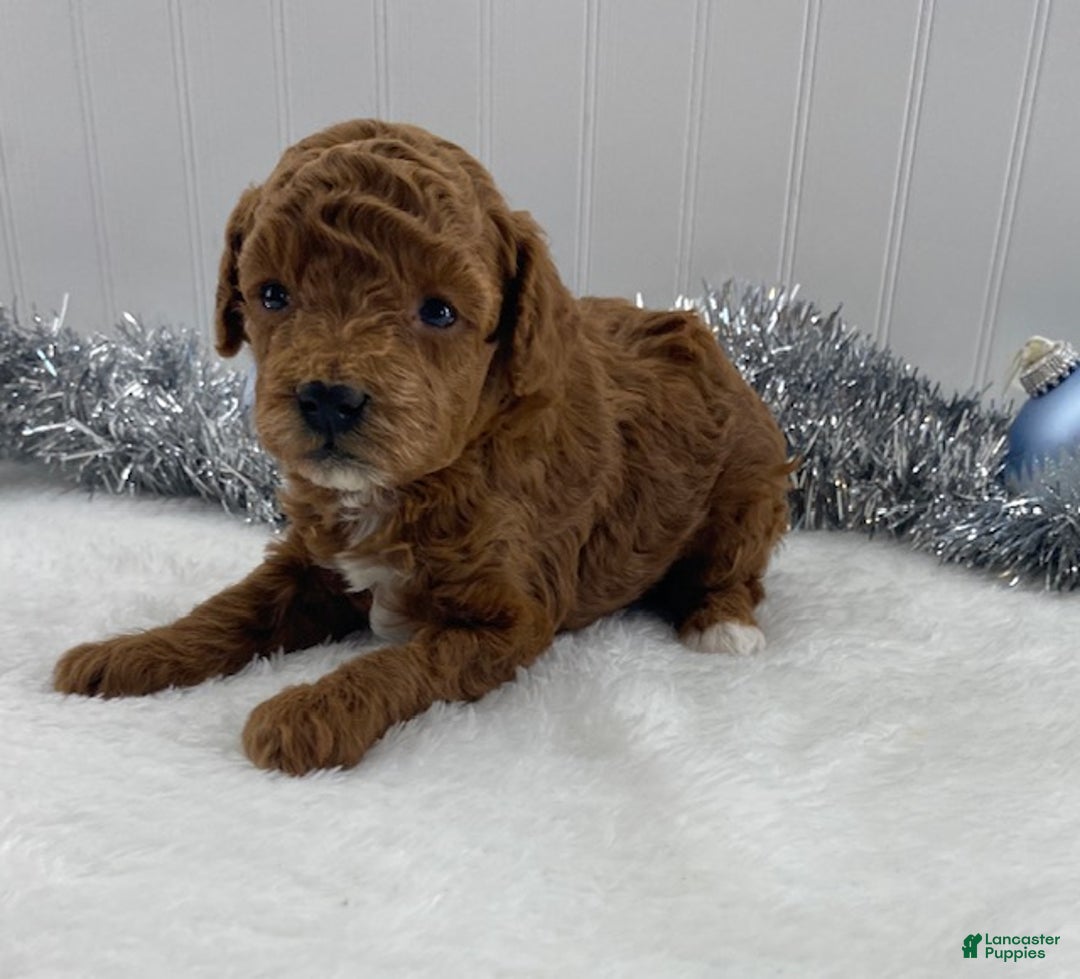 Toy Poodle dogs for sale: Ruby - Ad 5