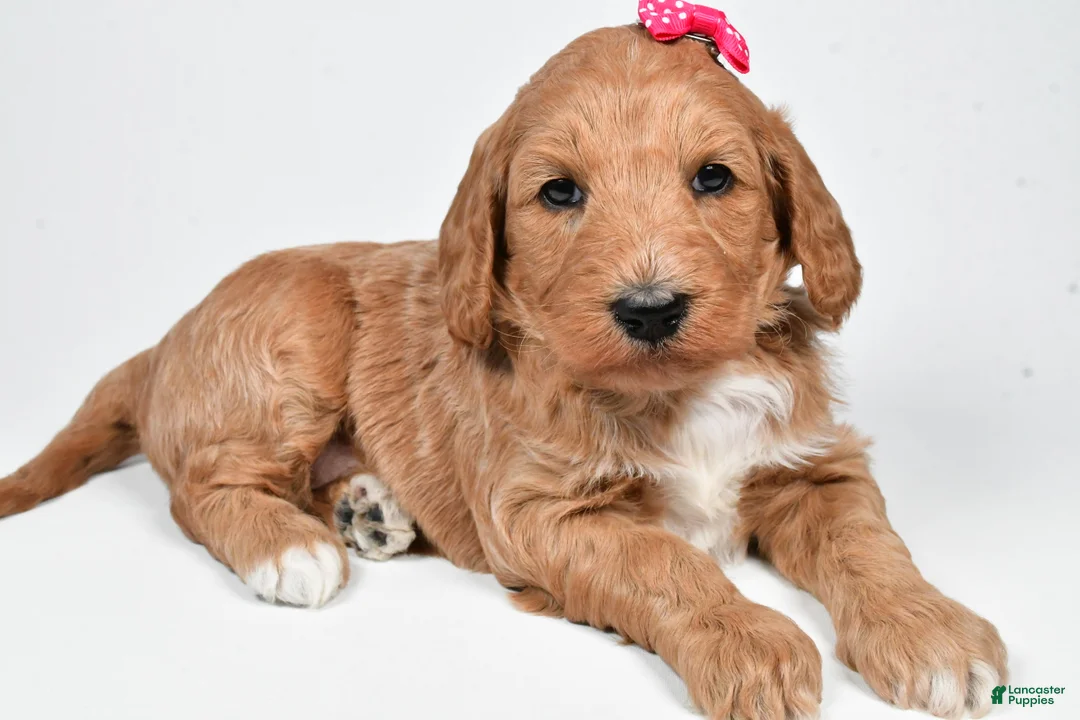 Standard Poodle dogs for sale: Faith - Ad 1