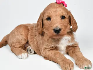 Standard Poodle dogs Faith - Ad 21