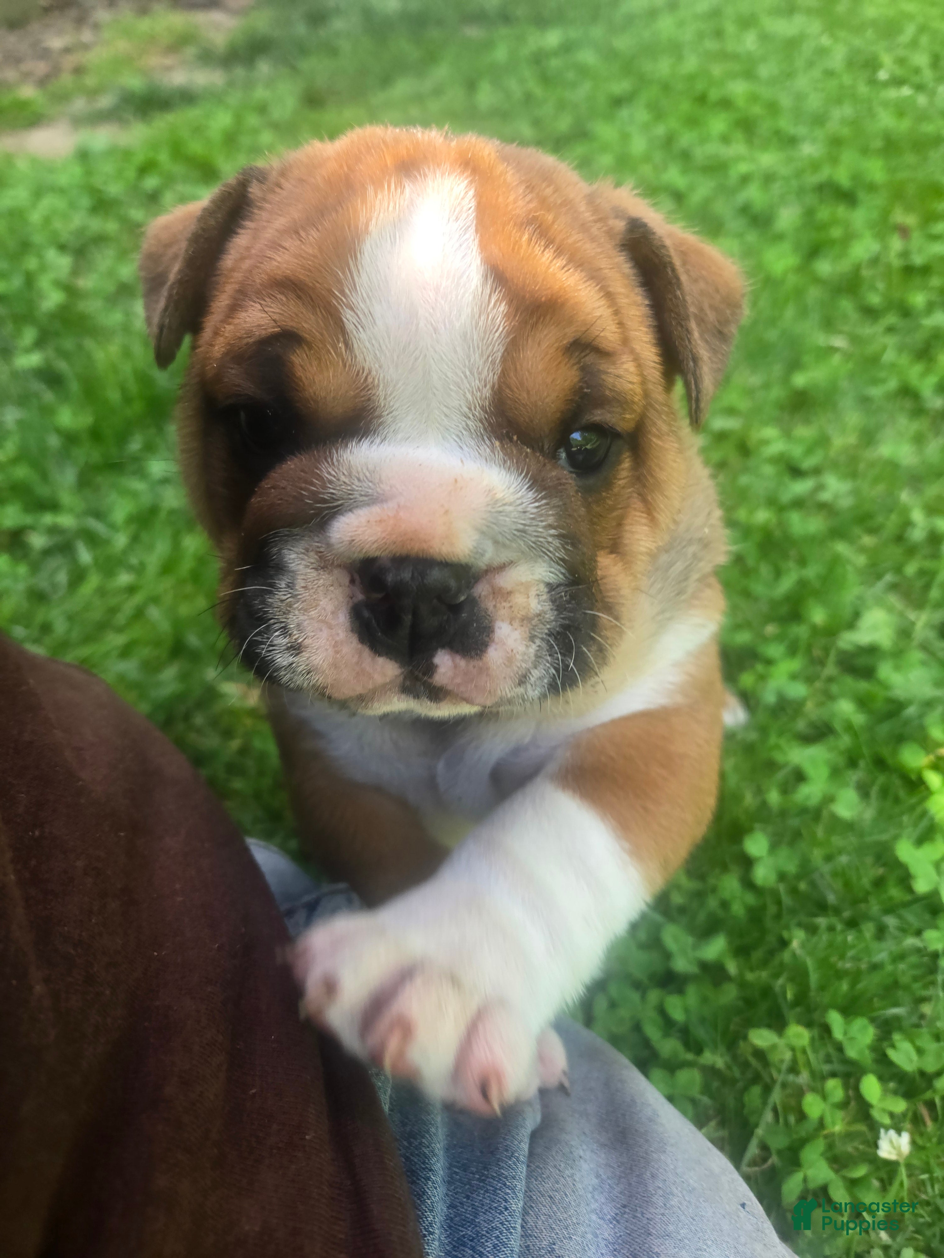 English Bulldog dogs Winston Churchill Bishop - Ad 1