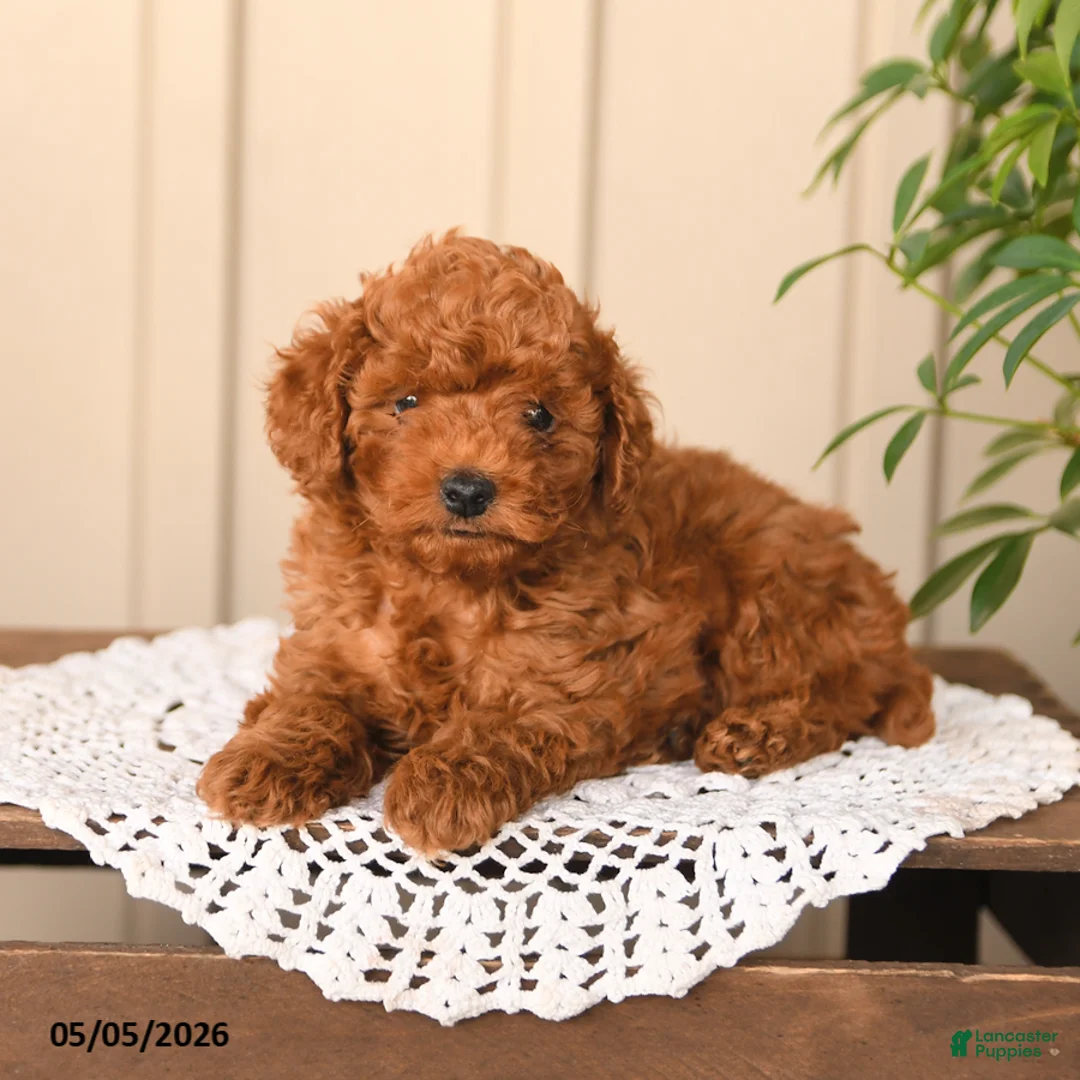 Toy Poodle dogs for sale: Teddy - Ad 2