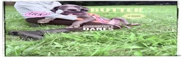 Great Dane dogs for sale: Butter - Ad 6
