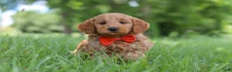 Mini Goldendoodle dogs for sale: Benji - Ad 4