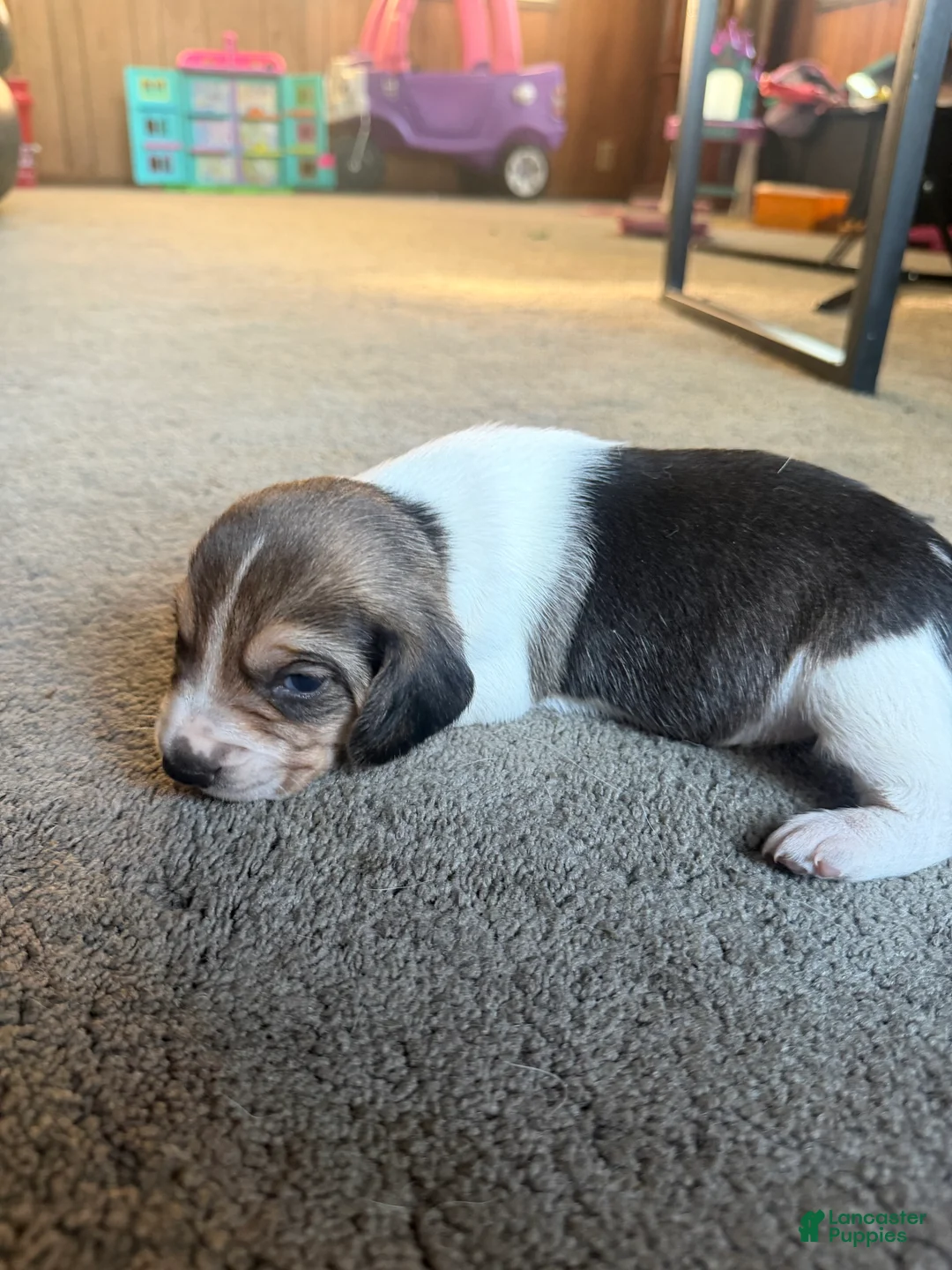 Beagle dogs for sale: Beagle Puppy 3 - Ad 2