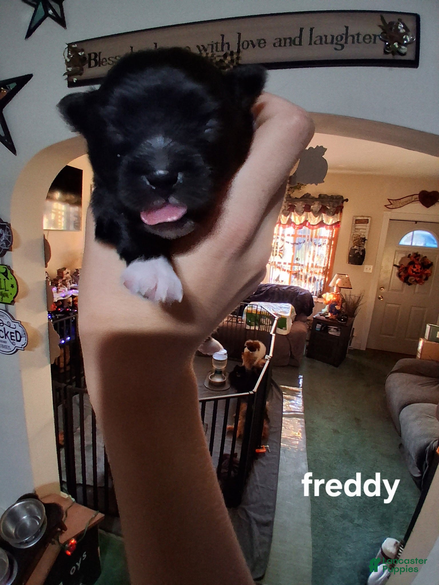 Pomeranian dogs for sale: Freddy - Ad 19