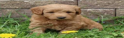 Mini Goldendoodle dogs for sale: Brock - Ad 1