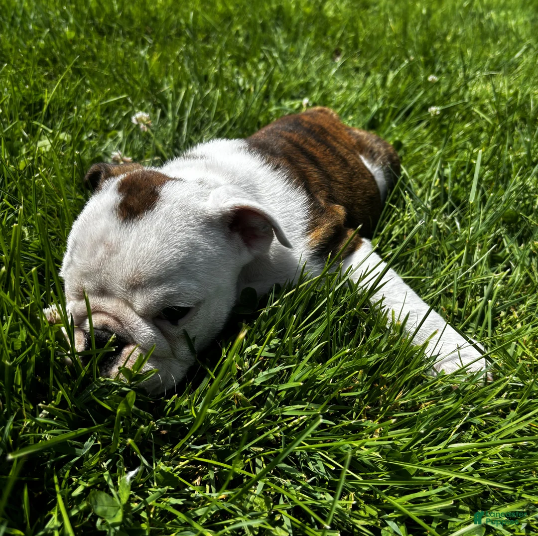 English Bulldog dogs for sale: DD - Ad 2