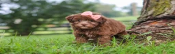 Havanese dogs for sale: Winnie - Ad 3