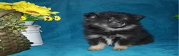 Pomeranian dogs for sale: Little Biddy - Ad 1