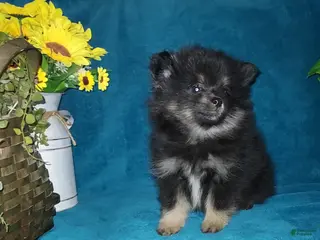 Pomeranian dogs for sale: Little Biddy - Ad 1