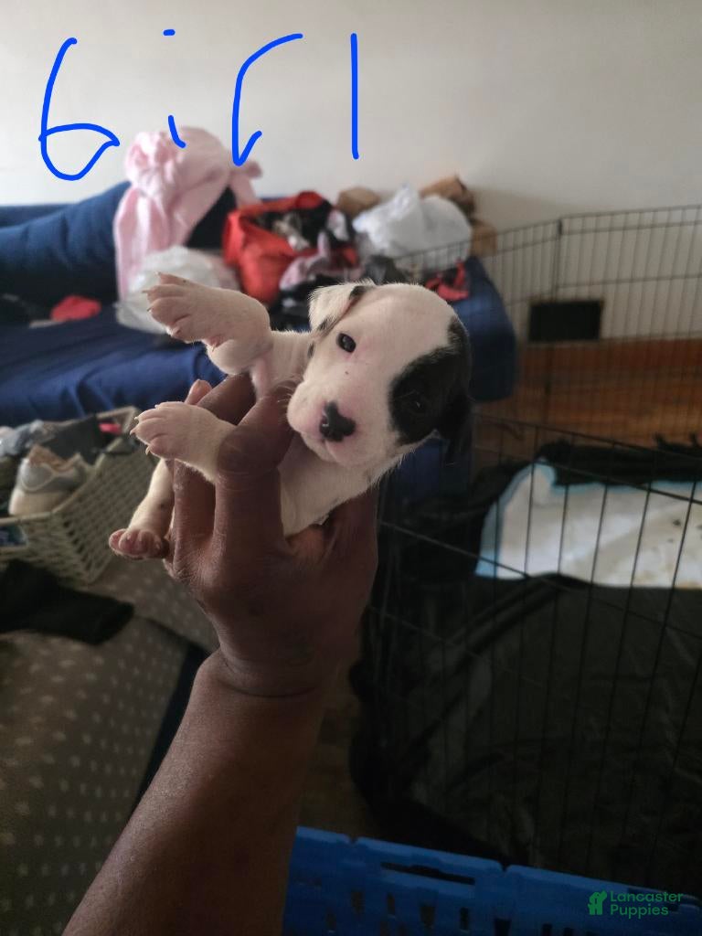Dalmatian dogs Girl 3 - Ad 37