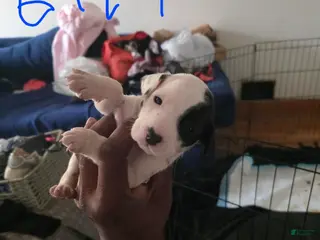 Dalmatian dogs Girl 3 - Ad 37