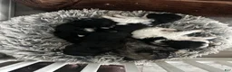 Shihpoo dogs for sale: Shihpoo 2 - Ad 2