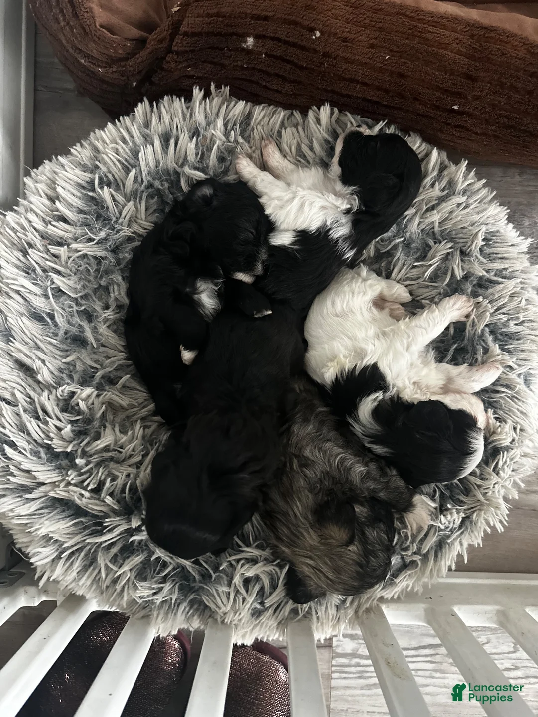 Shihpoo dogs for sale: Shihpoo 2 - Ad 2